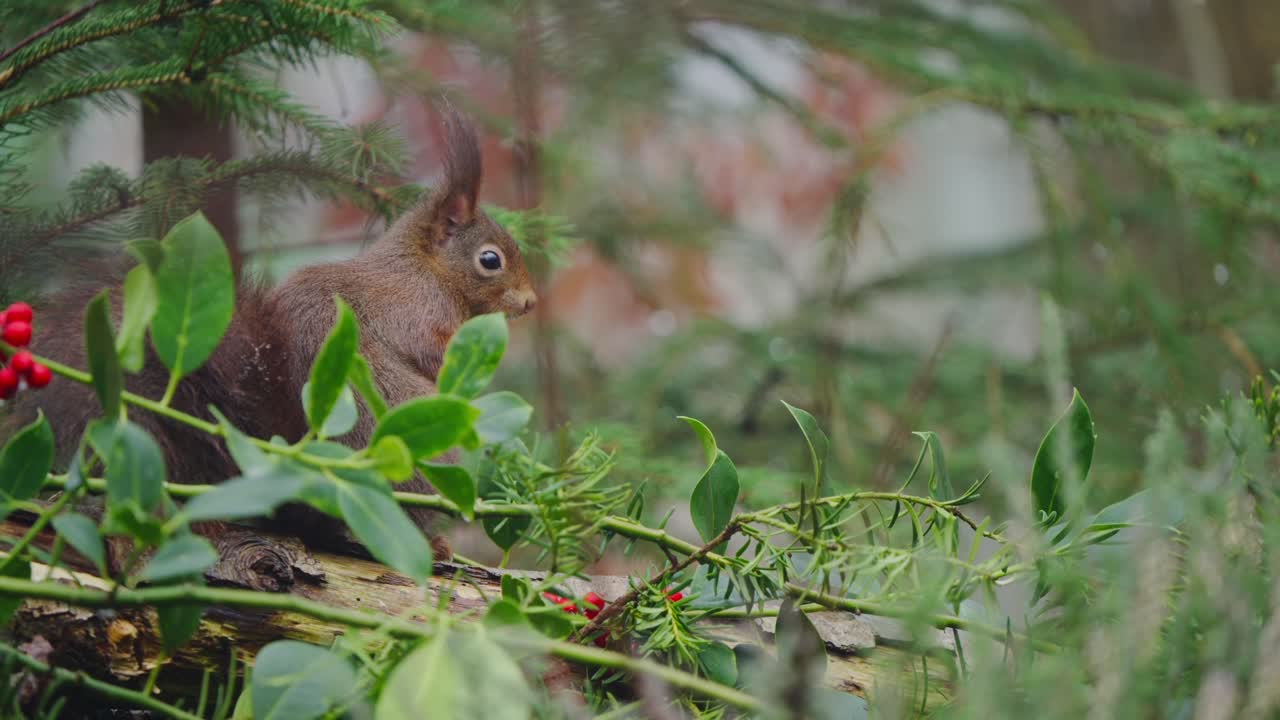 Red squirrel foraging among confier and deciduous leaves and moss in quiet woodland during slow motion closeup