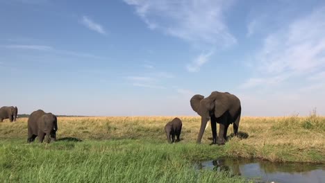 wide pan across herd of elephants near the chobe river in africa