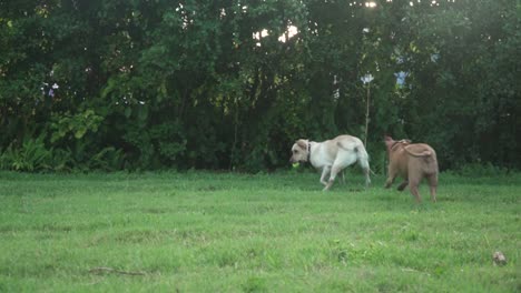 perros mojados jugando a buscar con pelota de tenis