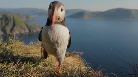 atlantic puffin (fratercula arctica), on the rock on the island of runde (norway)