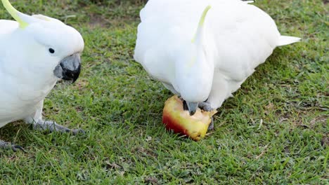 two cockatoos interacting and sharing a fruit