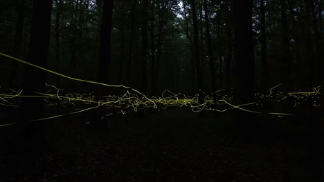 captivating display of fireflies illuminating the dark forest: an enchanting journey through nature's beautiful light show at dusk