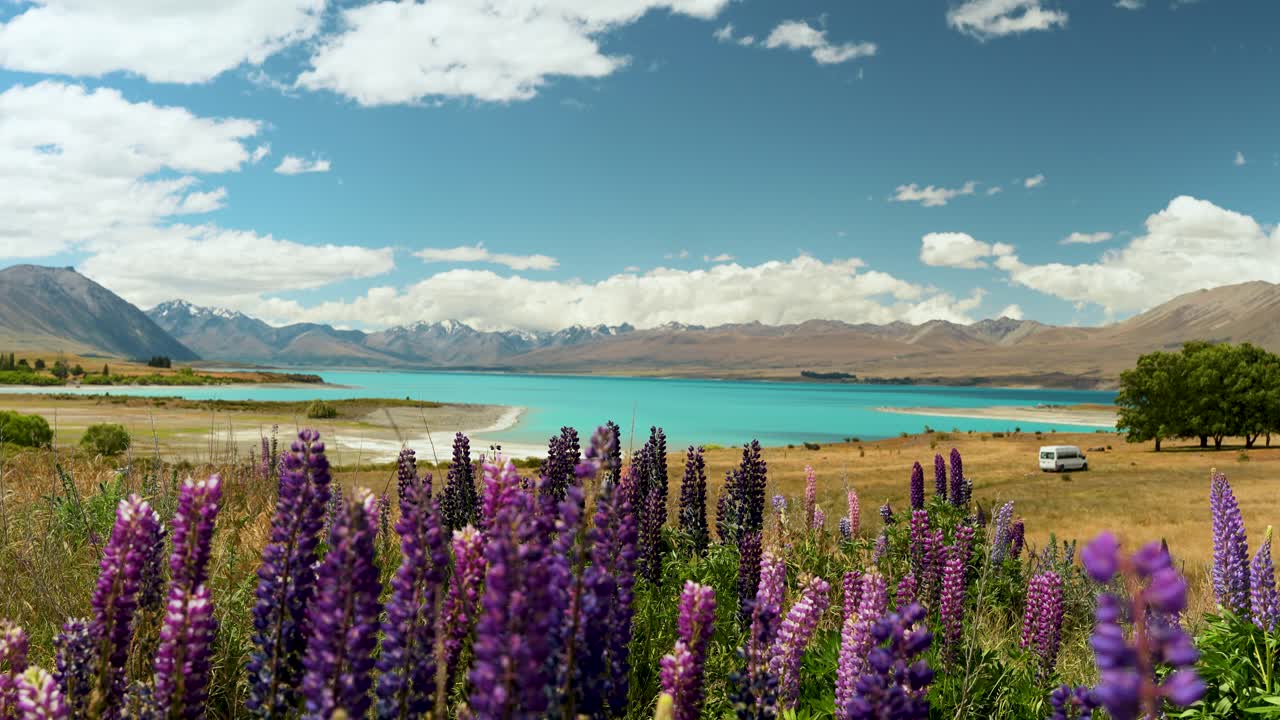 flores de lupino en un campo frente al lago tekapo, los alpes del sur en el fondo