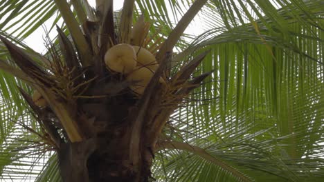 low angle closeup shot of a coconut tree with many fruits in the middle of the day