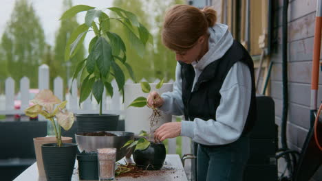 woman repotting plants on a patio