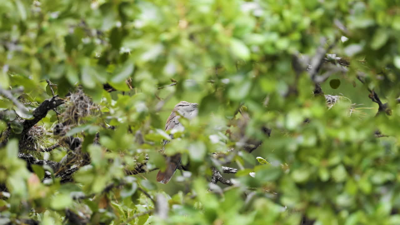 슬에 빠진 비둘기는 오크나무에 숨어서 자신을 청소합니다. - 제나이다 매크로라
