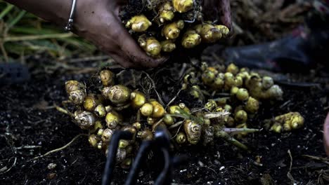 Bonita-Foto-De-Dos-Personas-Rompiendo-Un-Racimo-De-Jengibre-Delicado-Proceso-De-Cosecha-De-Jengibre-En-Plena-Floración-Jardinería-Doméstica