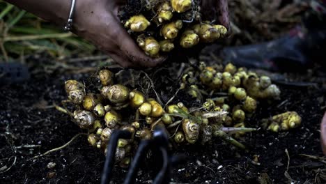 bonita toma de dos personas rompiendo un racimo de jengibre delicado proceso de cosecha de jengubre en plena floración jardinería casera