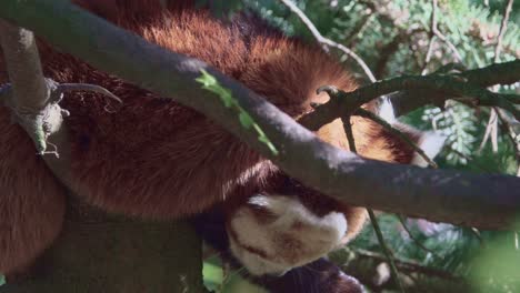 panda rojo duerme en un árbol