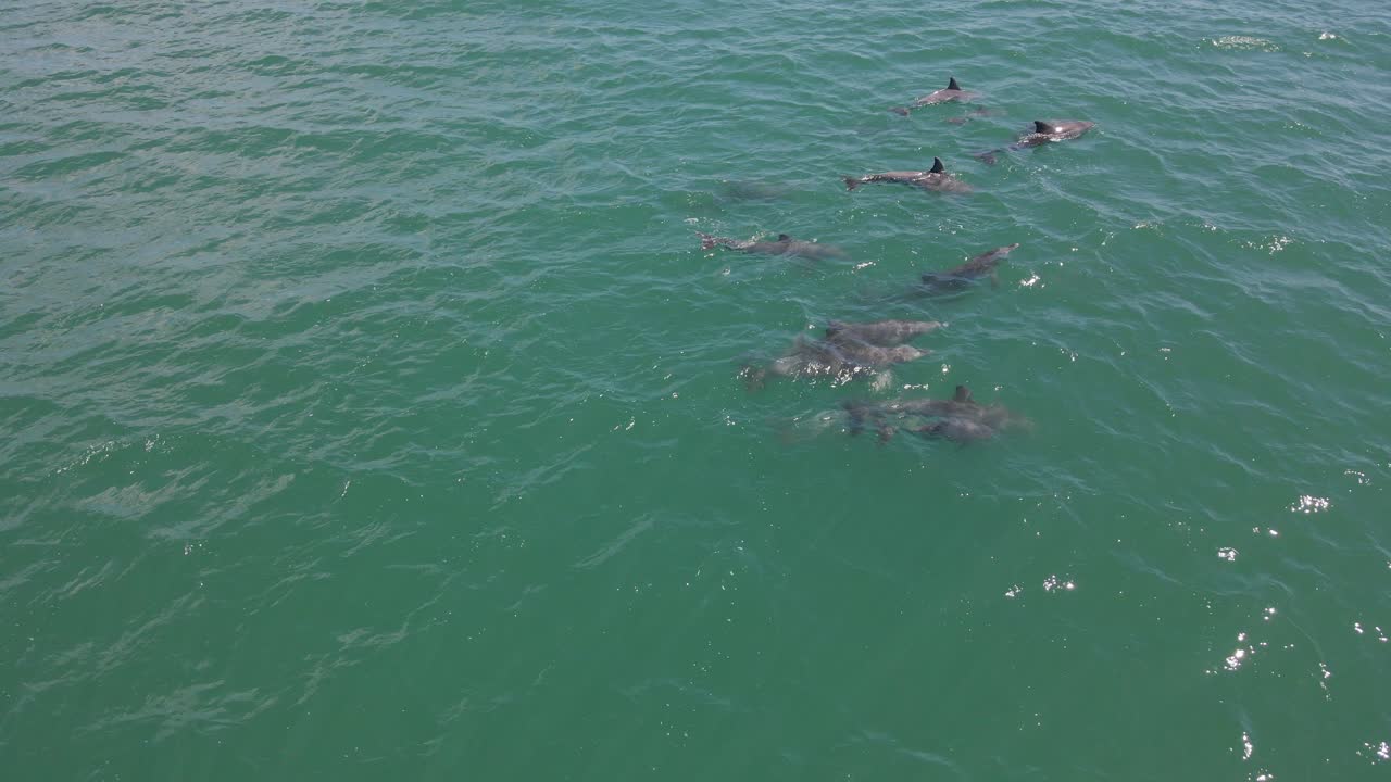 delfines nariz de botella nadando en la superficie del mar a la luz del día en queensland, australia