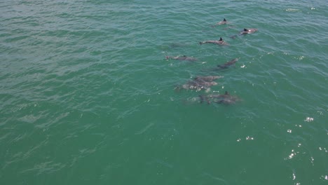 Große-Tümmler-Schwimmen-Bei-Tageslicht-In-Der-Meeresoberfläche-In-Qld,-Australien