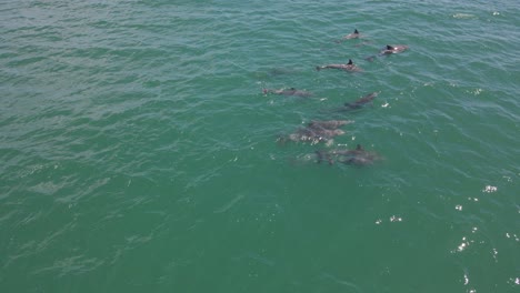 delfines nariz de botella nadando en la superficie del mar a la luz del día en queensland, australia