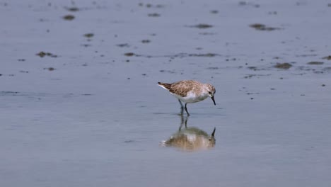 moving to the right searching for its food in the mud, red-necked stint calidris ruficollis, thailand