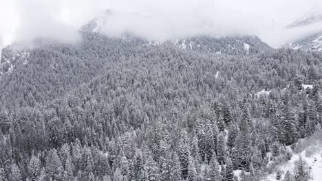 dense forest in american fork canyon covered with snow at wintertime in wasatch mountains of utah, united states