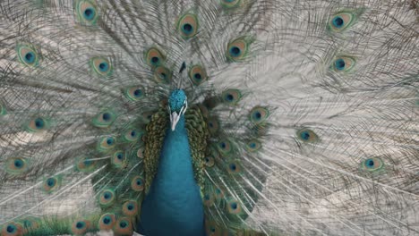 Pretty-Indian-Blue-Peacock-shaking-spreading-feathers-with-eye-pattern-outdoors-in-nature