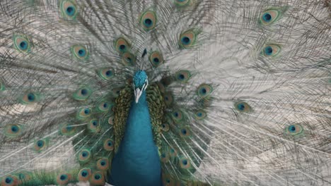 Bonito-Pavo-Real-Azul-Indio-Sacudiendo-Plumas-Esparcidas-Con-Patrón-De-Ojos-Al-Aire-Libre-En-La-Naturaleza