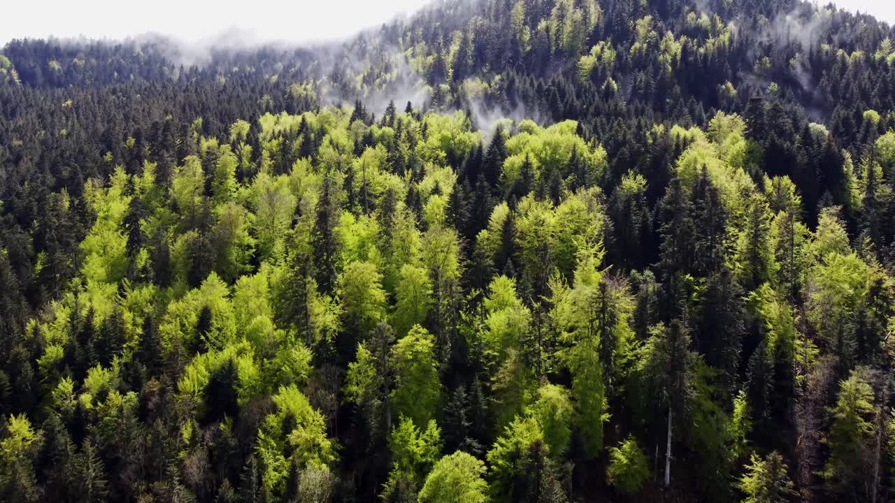 Veduta aerea di una foresta primaverile verde e suggestiva con nuvole e nebbia