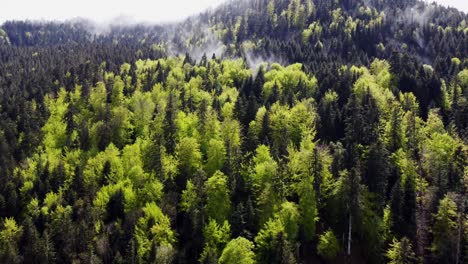 Vista-Aérea-Del-Bosque-De-Primavera-De-Mal-Humor-Verde-Con-Nubes-Y-Niebla