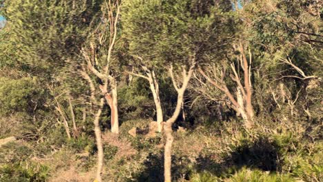 Exploring-the-verdant-landscapes-along-the-Mediterranean-coast-of-Spain,-basking-in-the-sunshine,-embodying-the-essence-of-nature-exploration-and-travel