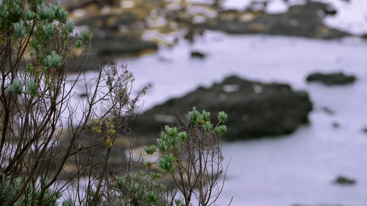 Branches swaying gently in the wind atop a rugged cliff edge, capturing the raw beauty of nature and the power of the breeze.