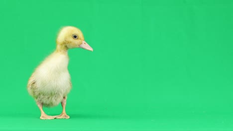 yellow baby duck talking on a green background.