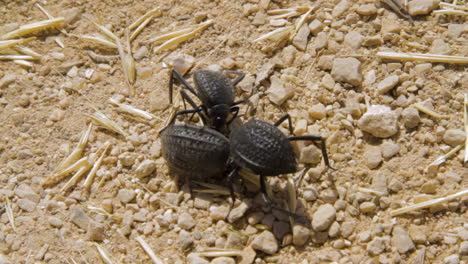 Close-up-of-two-beetles-eating-a-dead-beetle-in-the-wild