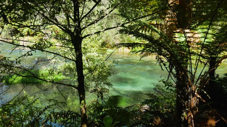 Silhouette di alberi tropicali che crescono lungo l'esotico fiume Tarawera durante una giornata estiva in Nuova Zelanda - Panoramica lenta.