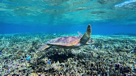 Zeitlupe-Der-Grünen-Meeresschildkröte,-Die-Unter-Dem-Tropischen-Blauen-Meer-Mit-Bunten-Rifffischen-Schwimmt