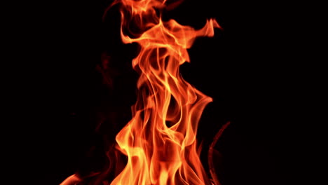 blaze of burning campfire in the dark night. cozy little bonfire with flames striving up. close up.
