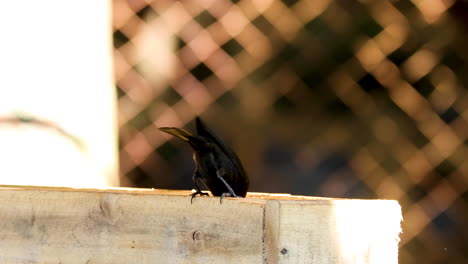 Birds-eating-ground-corn-in-a-feeder