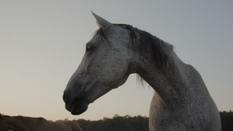 a white horse in the paddock
