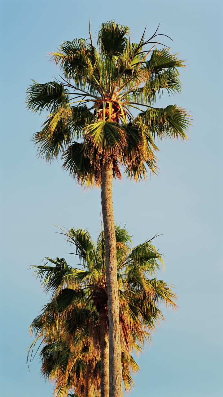 Multiple palm trees on the beach with the blue sky on the background. Vertical