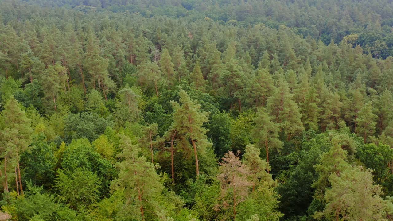 Vista aerea della foresta sotto le nuvole durante l'estate. Trama della foresta di alberi verdi vista dall'alto. Video drone.