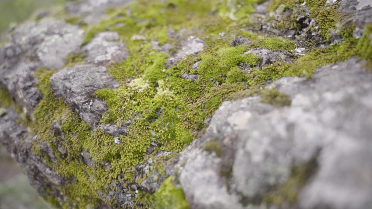 Primo piano di rocce coperte di muschio osservate durante un'escursione sul sentiero per la cascata Perolniyoc, Cuzco, Perù.