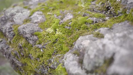 close up of moss covered rocks observed on a trail hike to perolniyoc waterfall, cuzco, peru