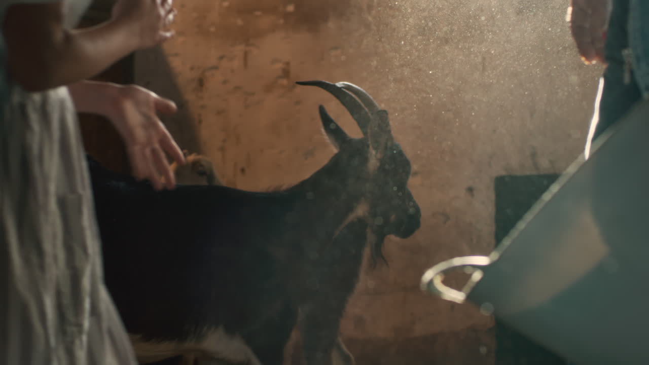 창고 에 있는 염소 들