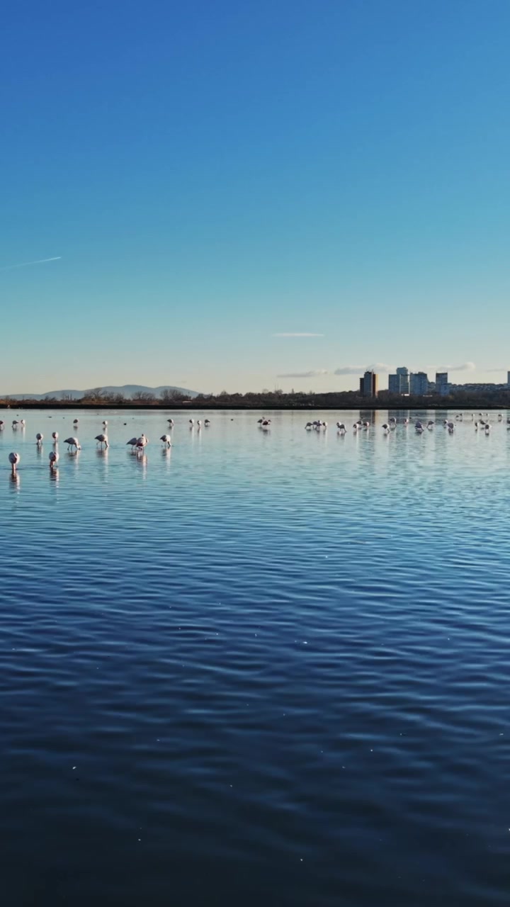 Flamingos versammeln sich in großer Zahl an einem Gewässer unter strahlend blauem Himmel