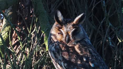 Owl-sleeping,-afternoon-light,-peaking-through-eyelids,-faces-camera,-wide-angle-shot