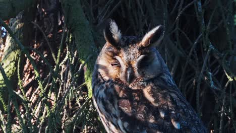 owl sleeping, afternoon light, peaking through eyelids, faces camera, wide angle shot