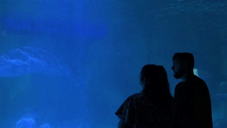 a couple observes a beluga whale, also known as white whale, at oceanografic in valencia's city of arts and sciences, europe’s largest oceanographic park featuring over 500 marine species.