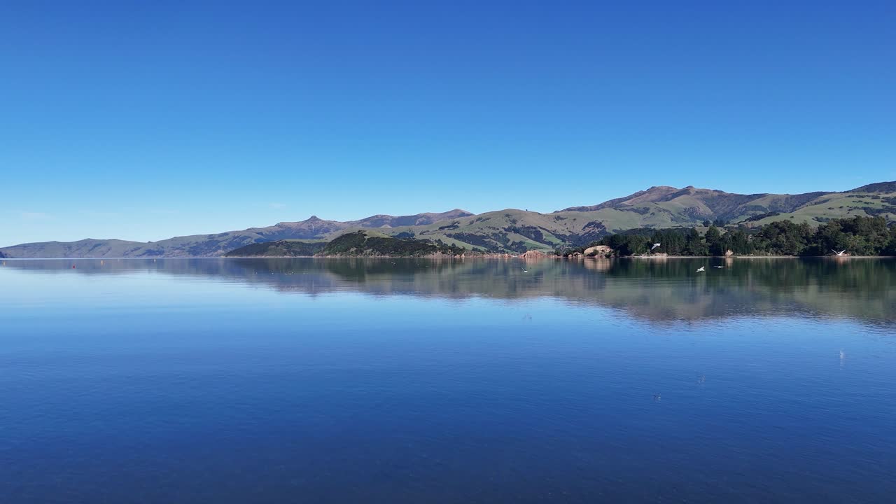 Aerial footage captures calm waters and distant hills in Akaroa, New Zealand, with waterbirds gliding gracefully under clear blue skies