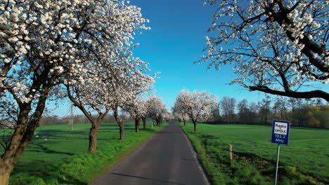 vista de la carretera con un callejón de cerezos en flor en una mañana soleada