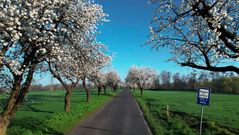 view of the road with alley of cherry trees in bloom on sunny morning