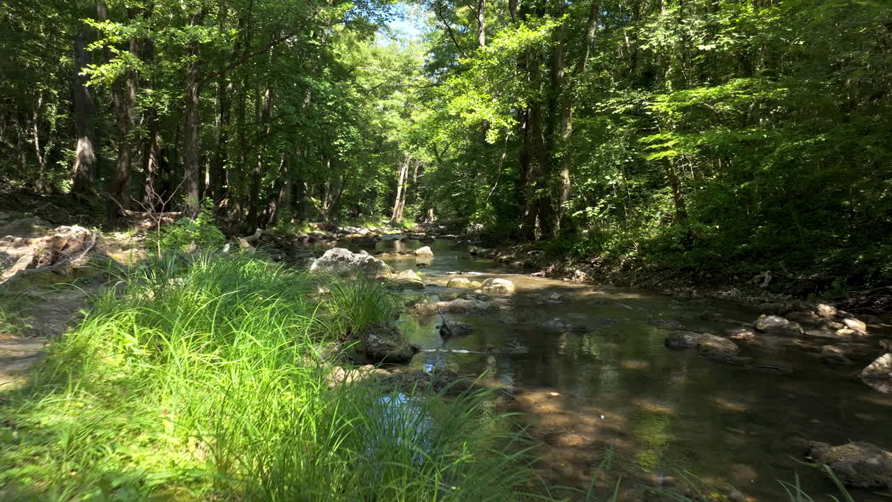 Serene stream in the forest