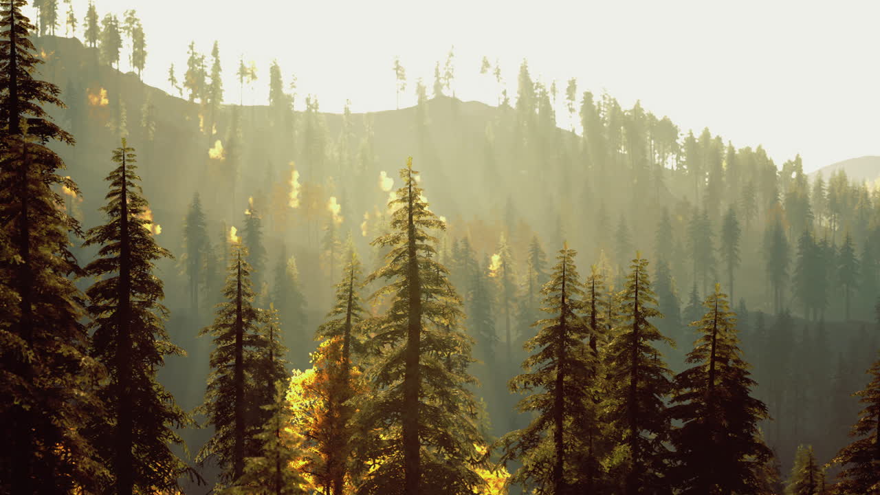 Sunlight streaming through a dense forest with tall pine trees in autumn