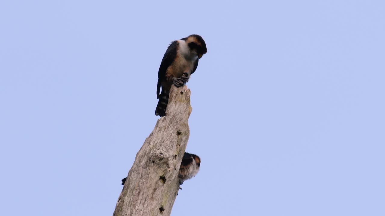 el falconet de muslo negro es una de las aves rapaces más pequeñas que se encuentran en los bosques de algunos países de asia