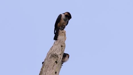 the black-thighed falconet is one of the smallest birds of prey found in the forests in some countries in asia