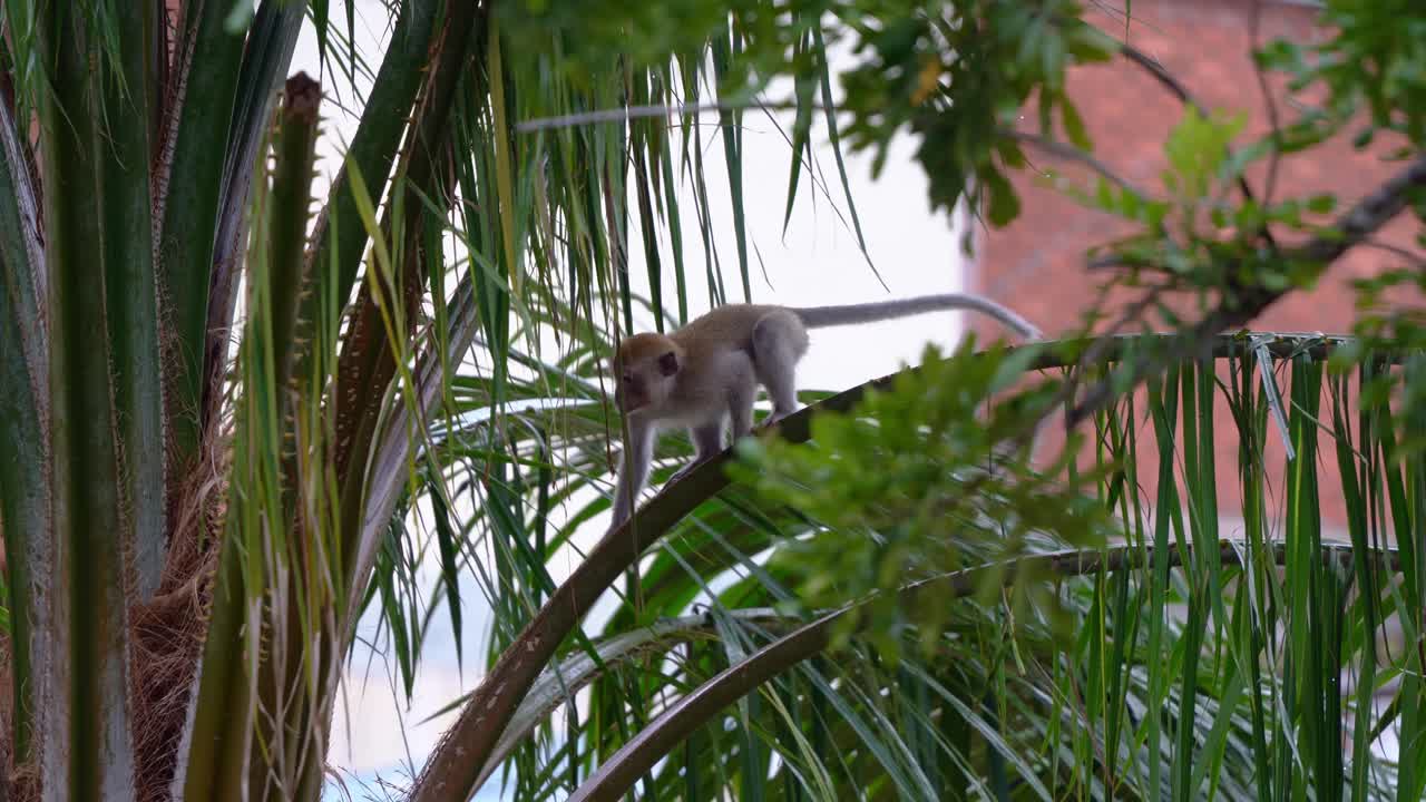 joven macaco juvenil comedor de cangrejos o macaco de cola larga subiendo cautelosamente a la punta de un árbol en un intento de llegar al centro del árbol para obtener nueces de palma y frutas