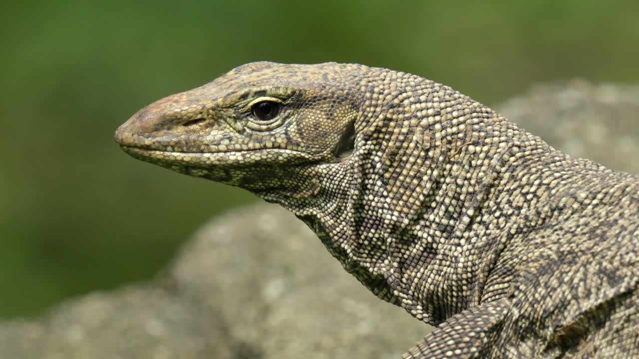 A Close-up Of A Monitor Lizard In A Wildlife Park.