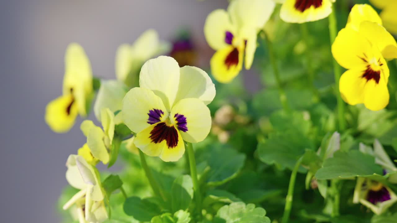 Nature's beauty: Viola blooms sway gracefully in autumn's breeze, kissed by warm sunlight
